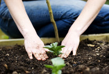 Growing a Harvest